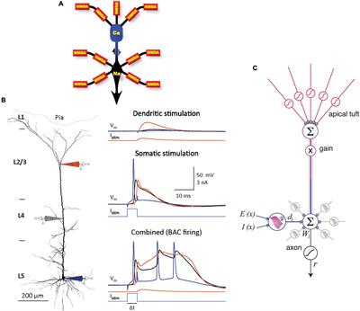 An operating principle of the cerebral cortex, and a cellular mechanism for attentional trial-and-error pattern learning and useful classification extraction